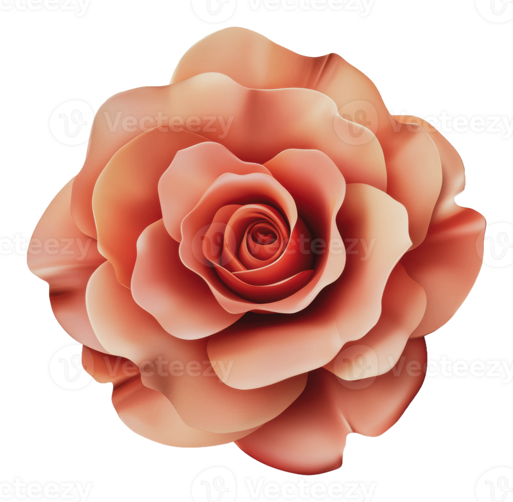 Beautiful coral rose with layered petals in bloom png