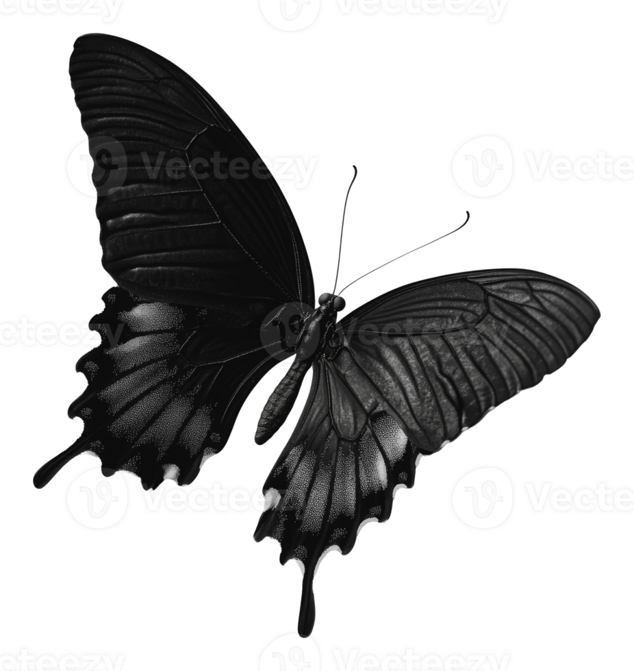 Black butterfly on a light surface png