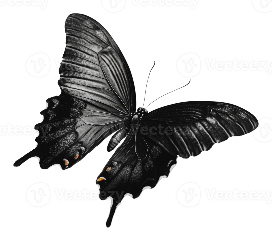 Black butterfly on a light backdrop png