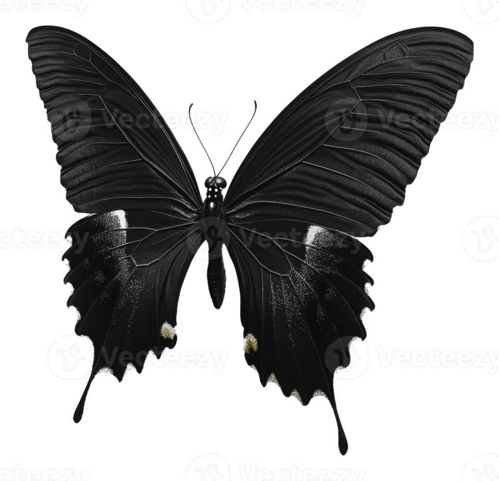 Majestic black butterfly perched on soft surface png