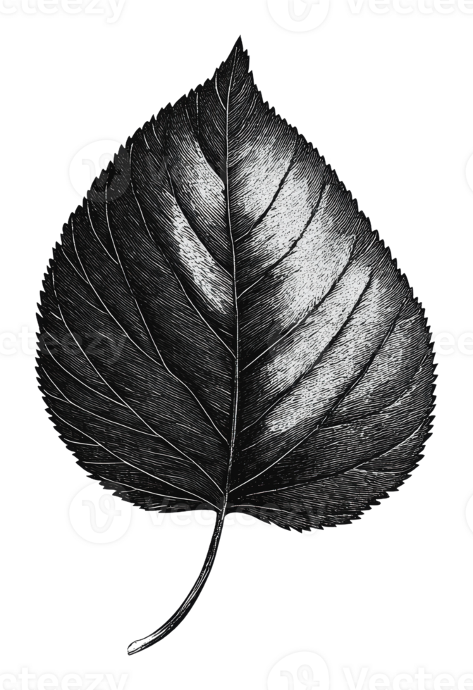 Detailed black and white illustration of a leaf png