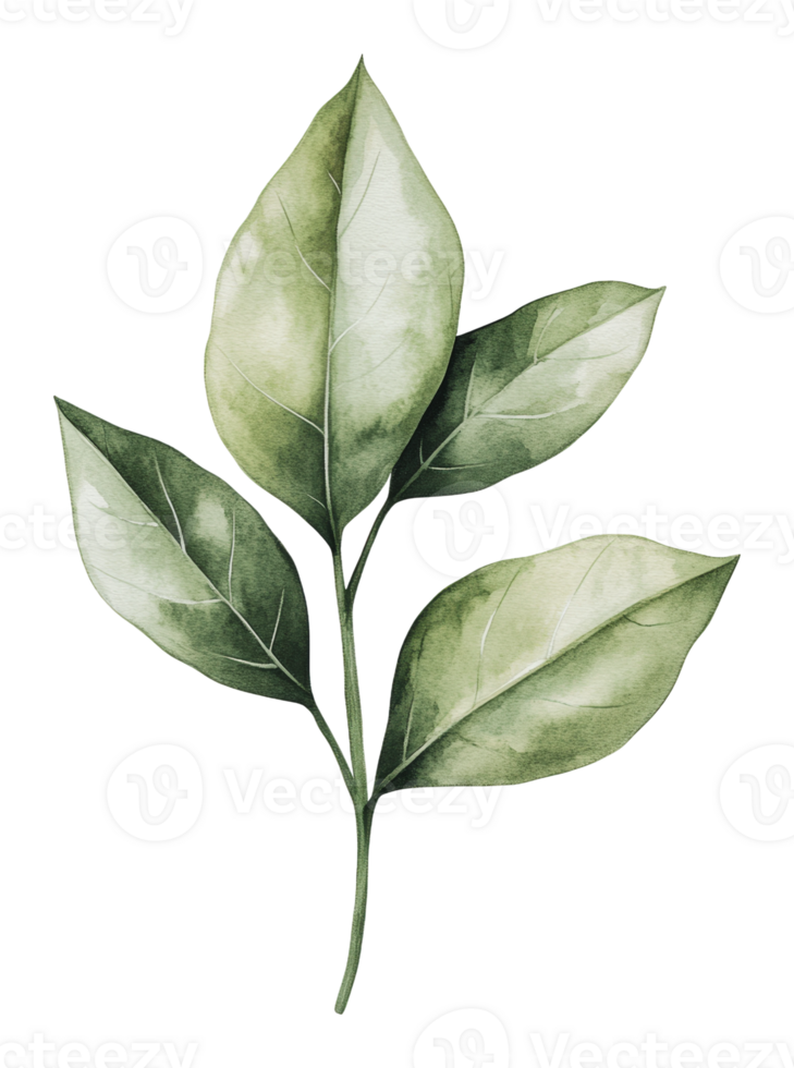 Green leaves on a stem, pure backdrop png