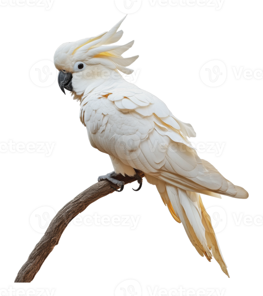 White cockatoo on a branch in nature png