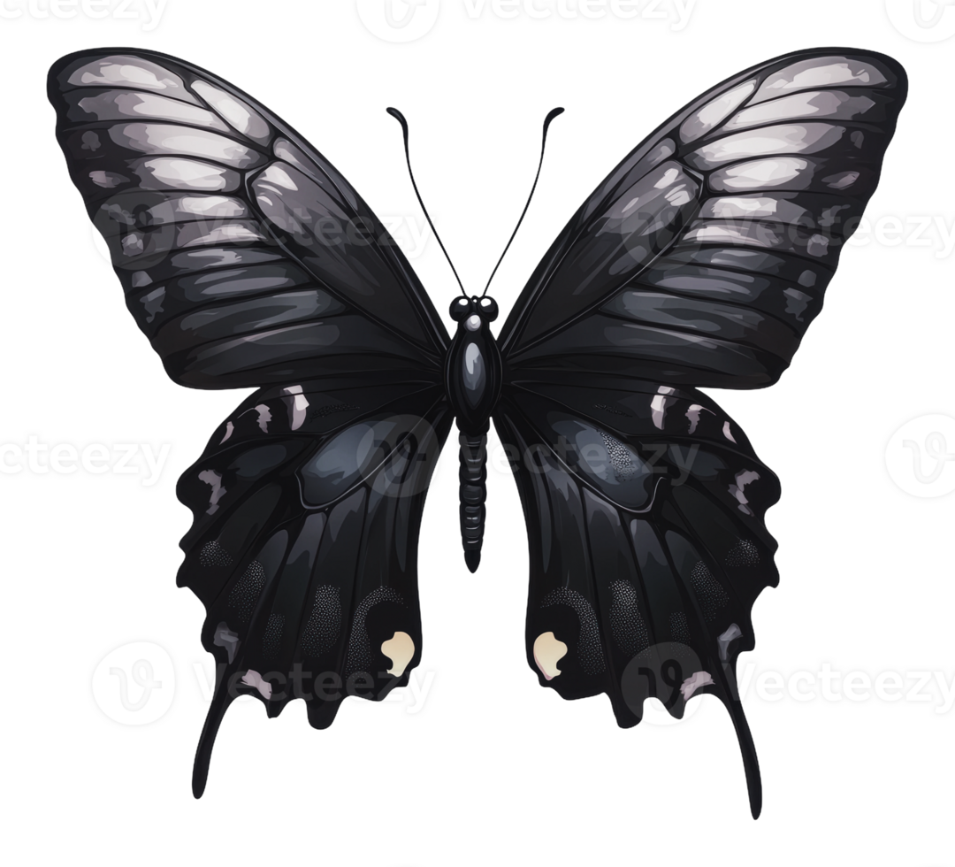 Majestic black butterfly resting with open wings png