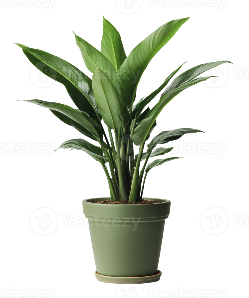 Green indoor plant in a simple pot at home png