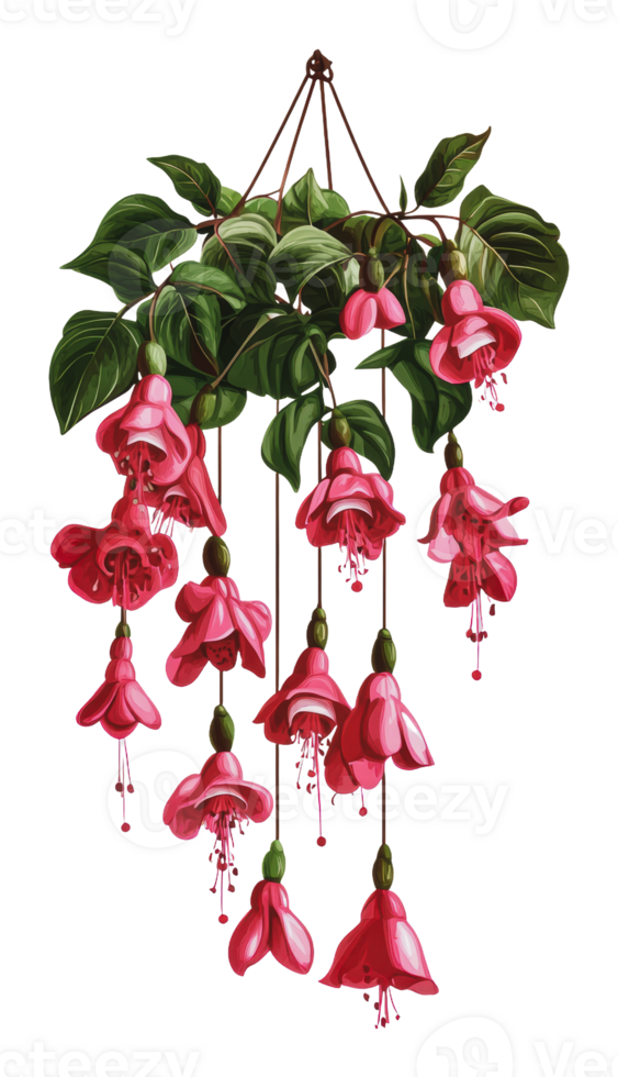 Hanging fuchsia plant with vibrant pink flowers png