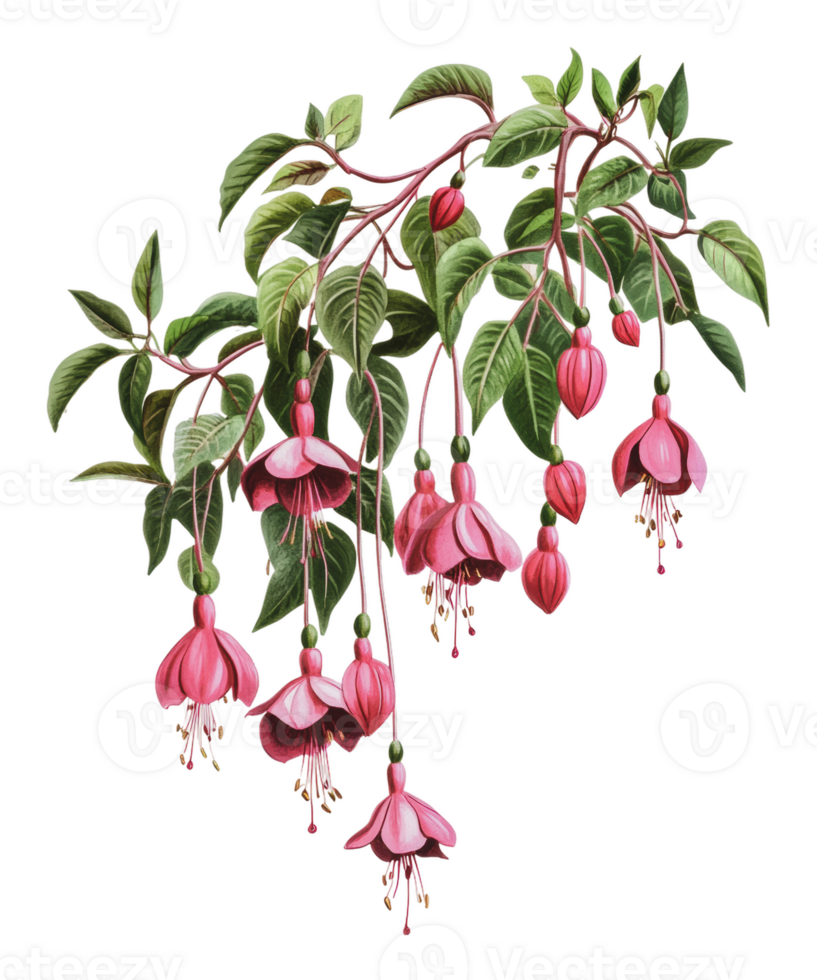 Fuchsia flowers blooming on a branch png
