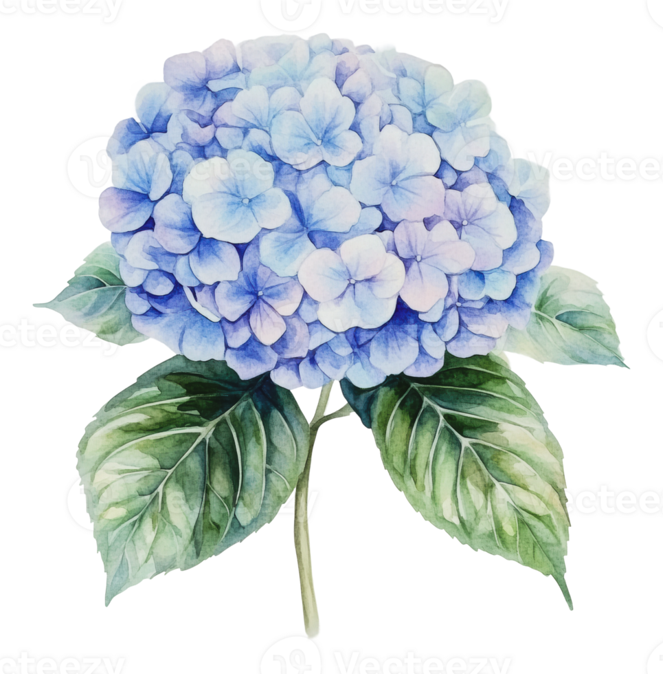Beautiful blue hydrangea flower with green leaves png