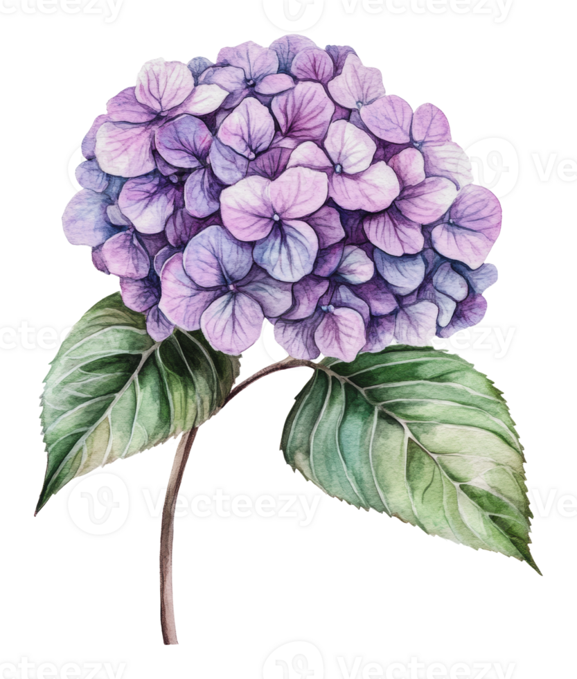 Purple hydrangea blooms with green leaves png