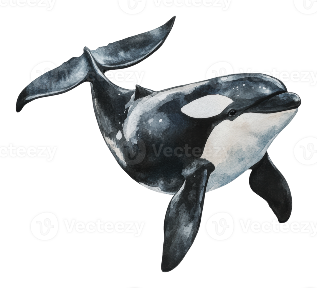 Orca Schwimmen anmutig im tief Ozean Wasser png