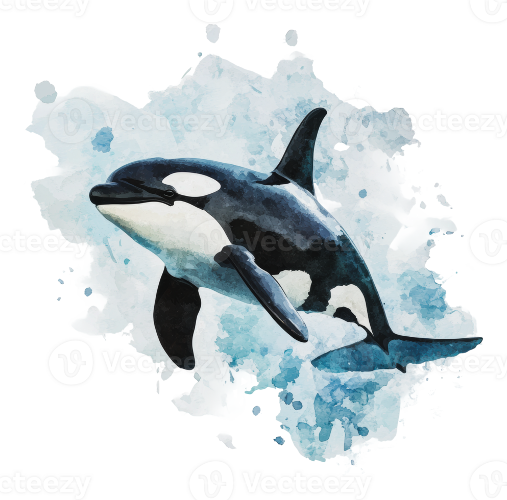 A playful orca swimming in vibrant blue water png