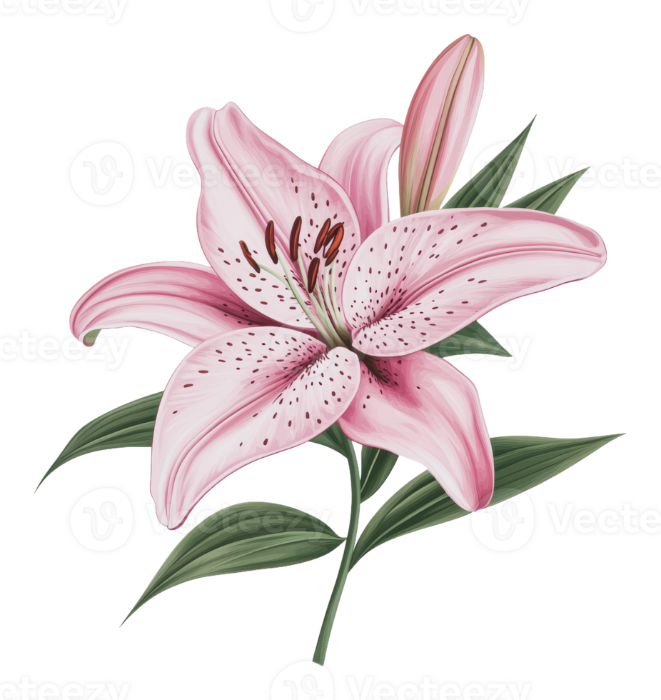 Beautiful pink lily in full bloom with leaves png