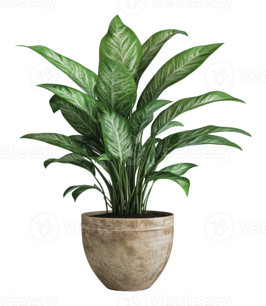 Decorative indoor plant in pot png