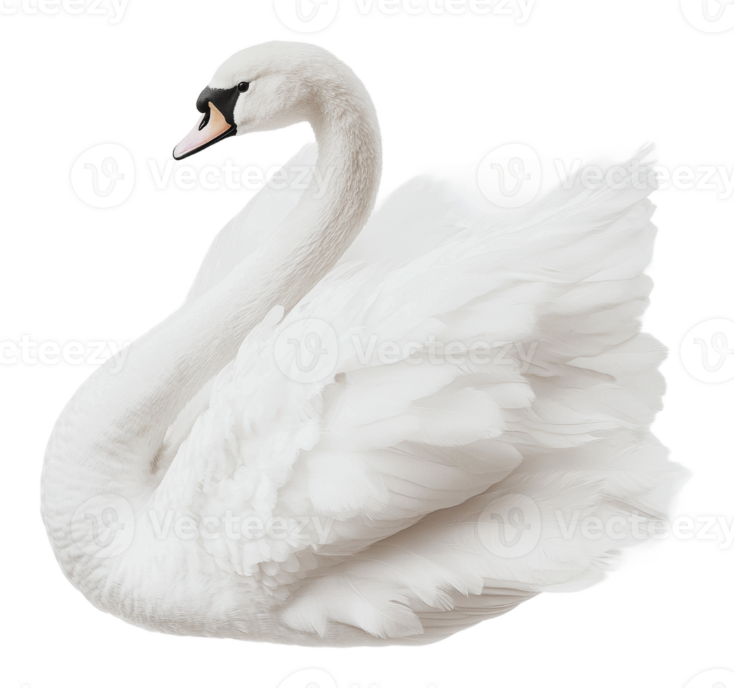 Elegant white swan gracefully gliding on water png