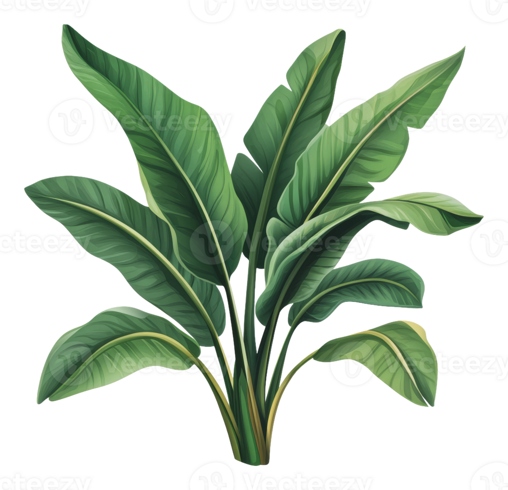 Lush green tropical leaves in a bright setting png