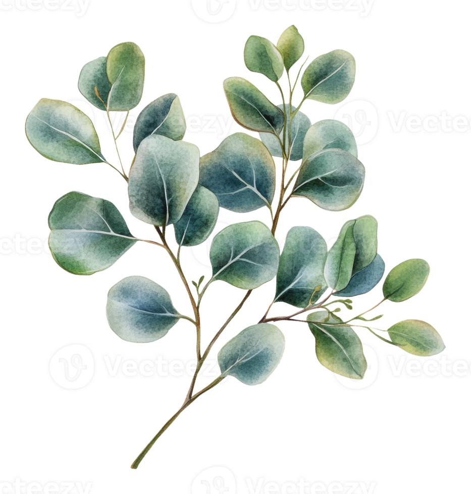 Eucalyptus leaves displayed on a white background png
