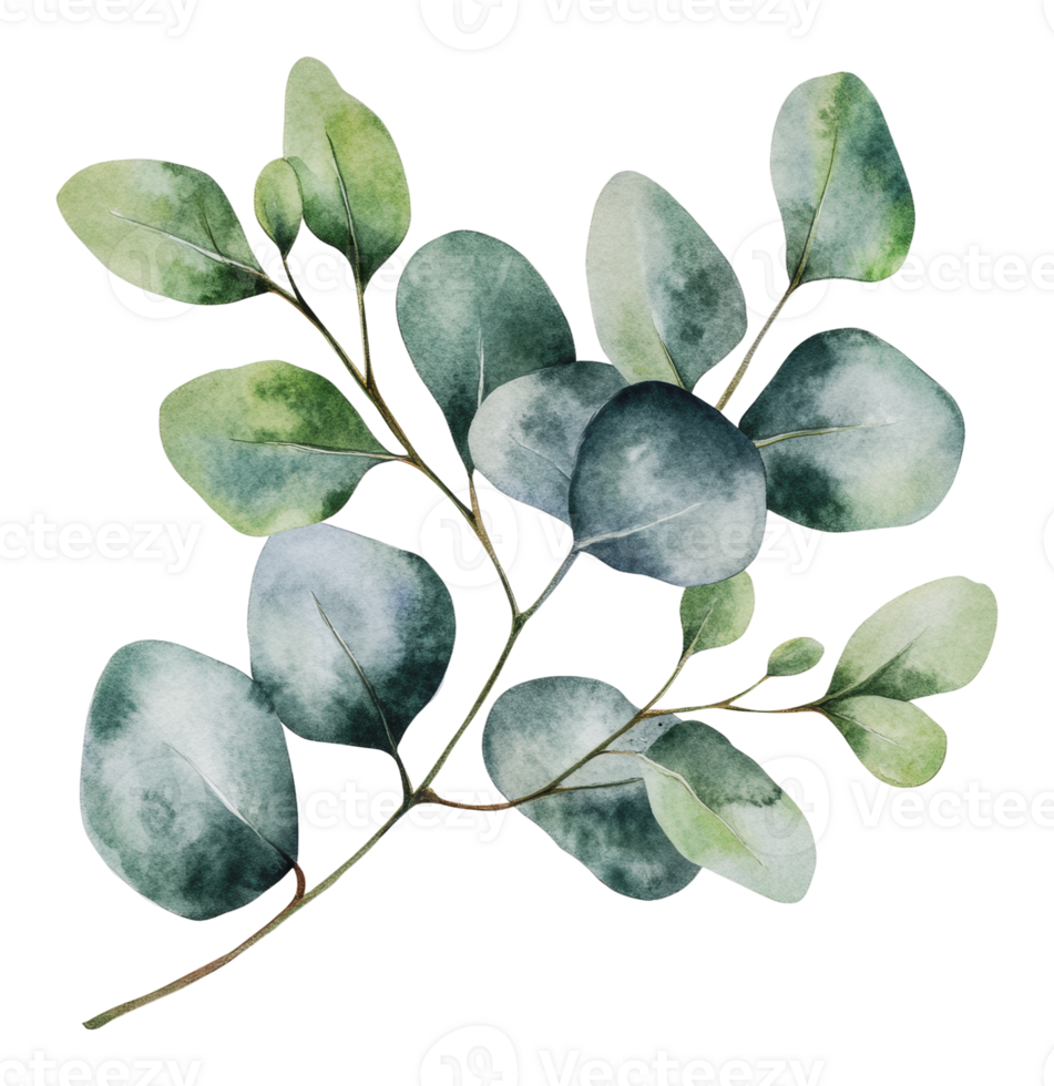 Lush green eucalyptus leaves arranged elegantly png