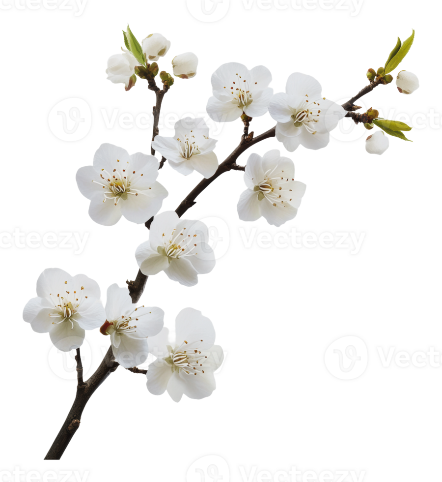 White cherry blossoms blooming on a spring day png