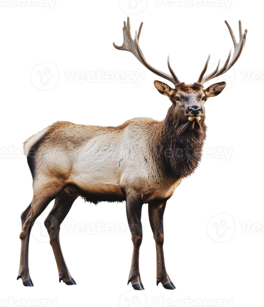 Elk standing majestically in a natural setting png