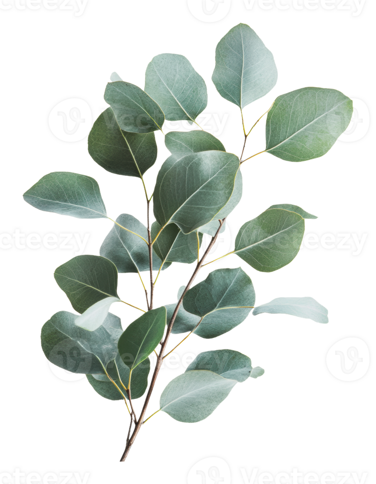 Green eucalyptus leaves on a white background png