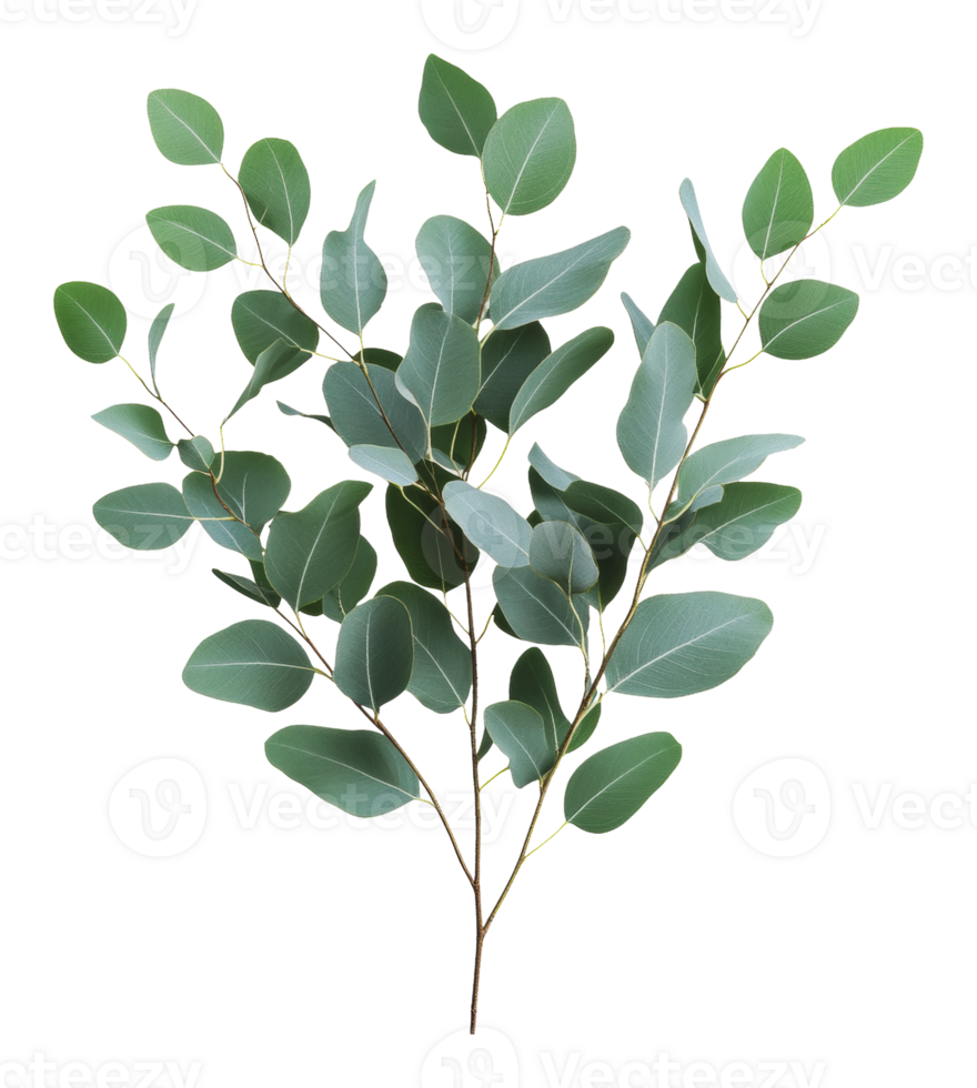 Aesthetic arrangement of green eucalyptus png