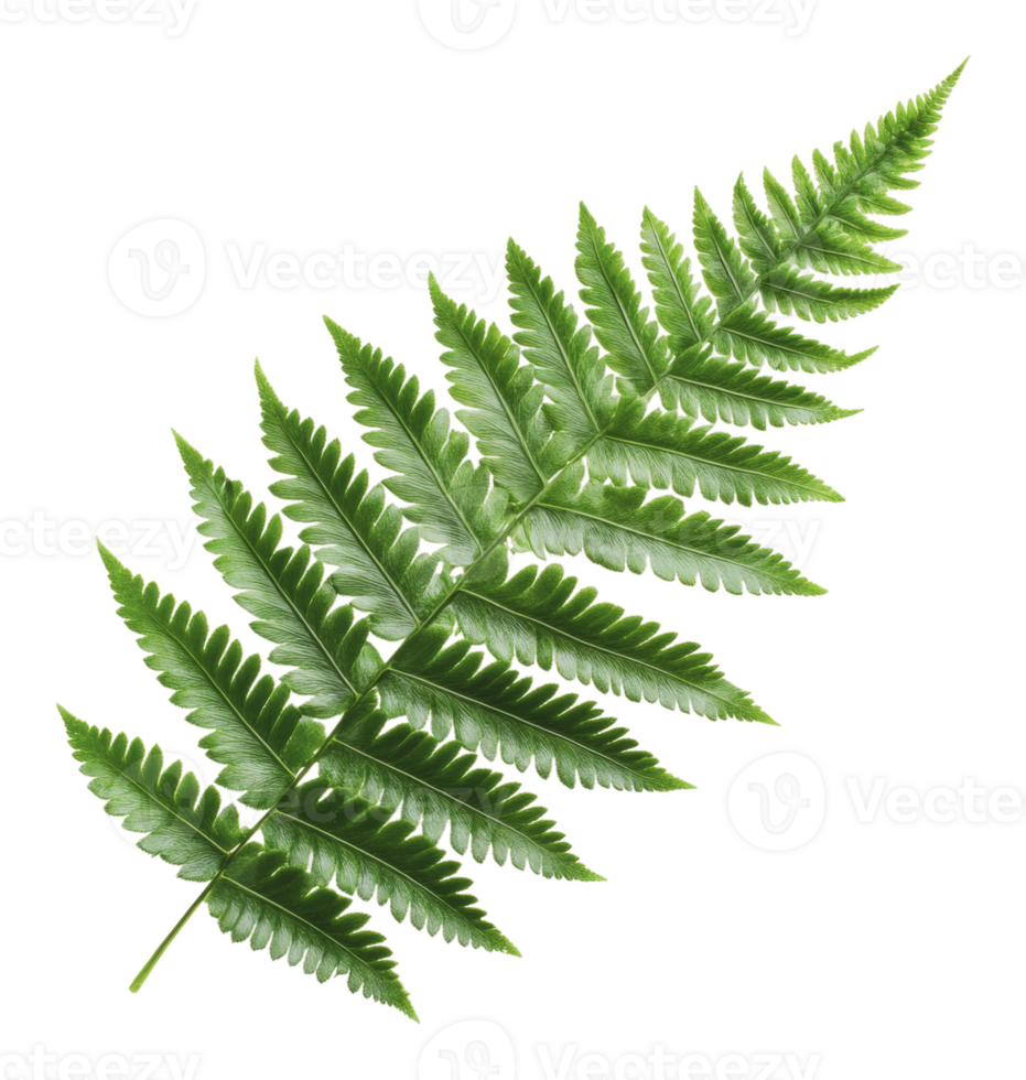 Lush green fern with intricate leaf patterns png
