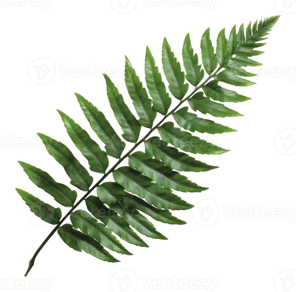 Vibrant green fern leaf on a white background png