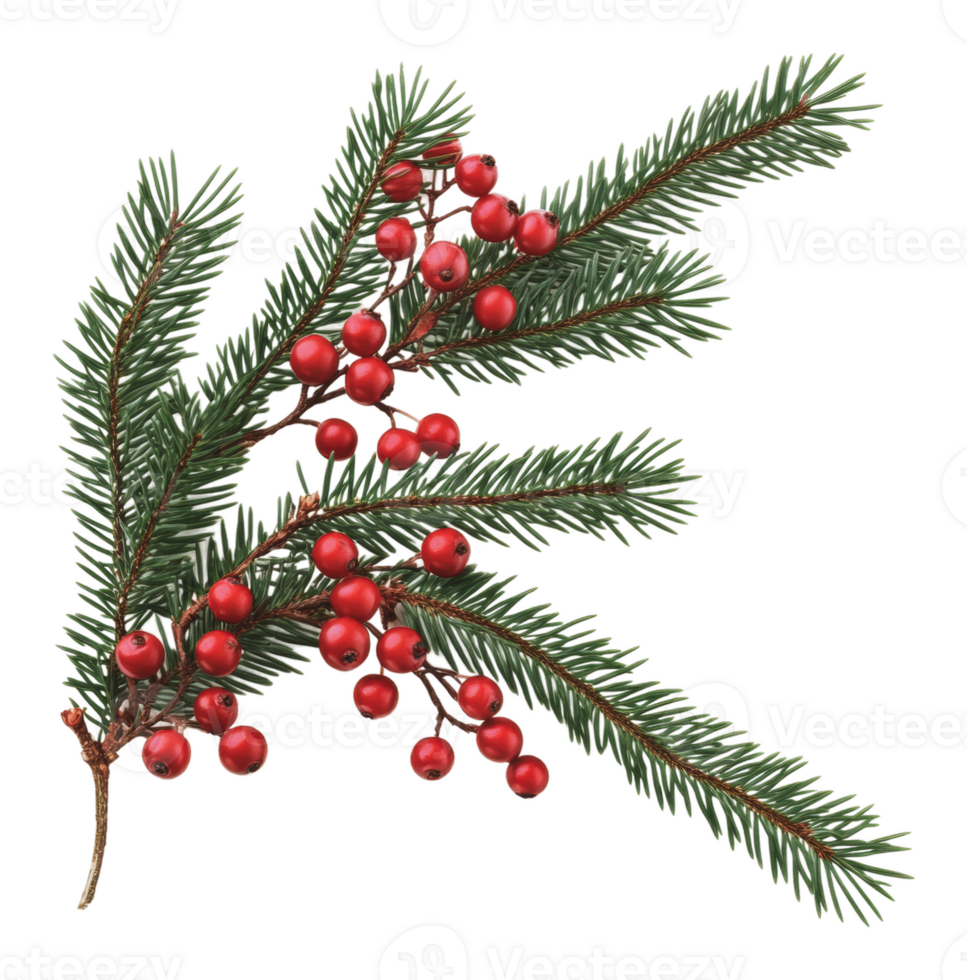 Festive branch with red berries and green leaves png