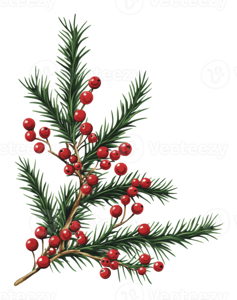 Vibrant red berries on green evergreen branches png