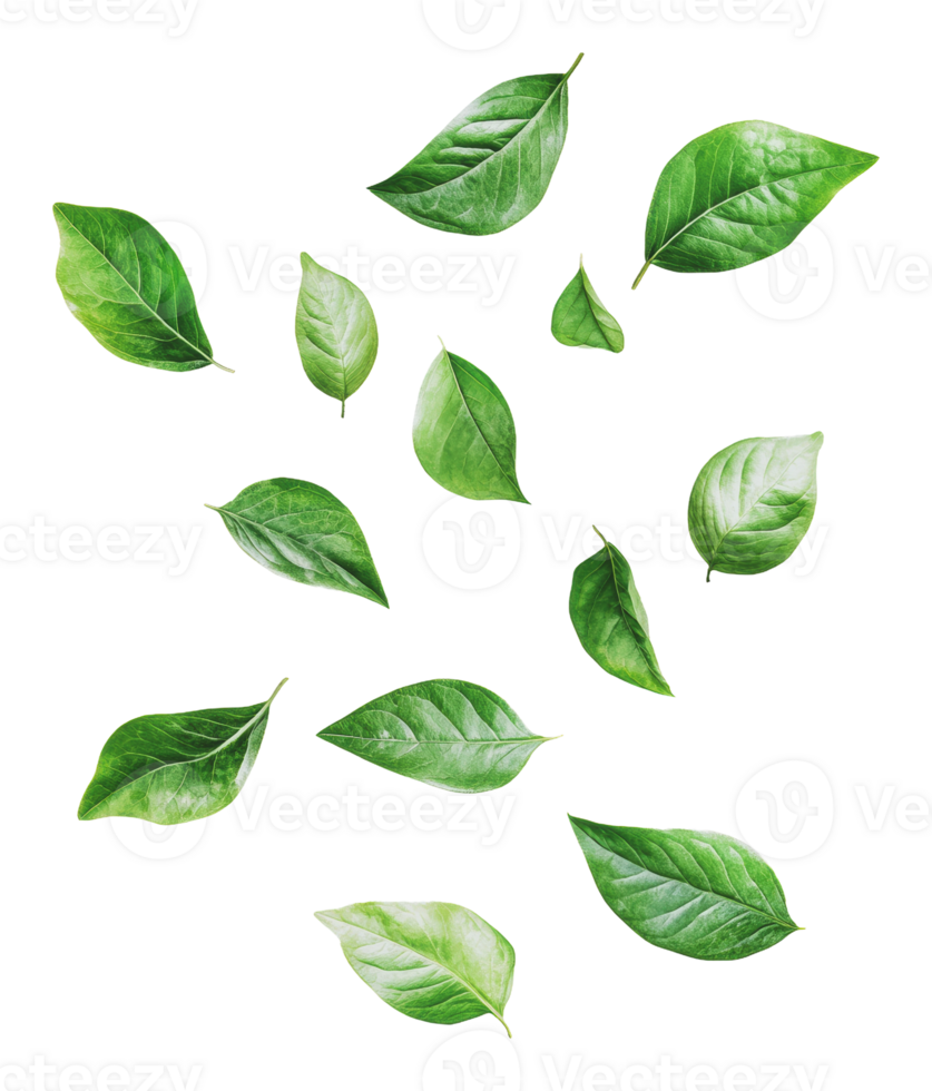 Fresh green leaves arranged on a white background png