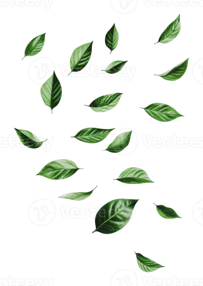 Green leaves scattered on a white background png