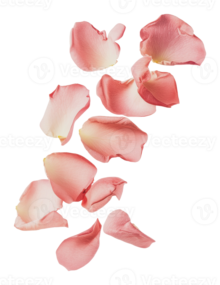 Rose petals on white background png