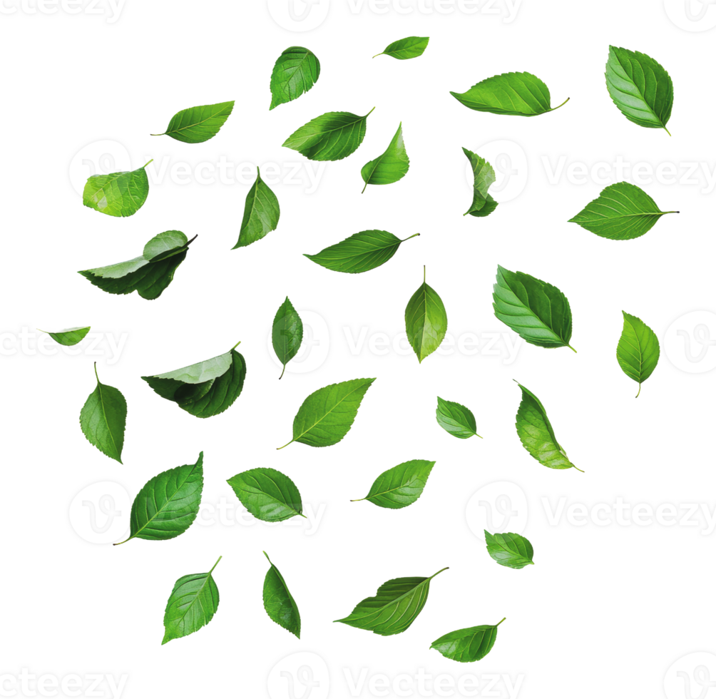 Green leaves scattered on a white background png