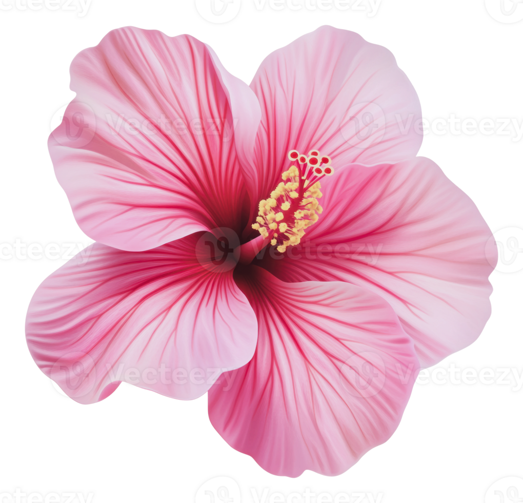 Pink hibiscus flower in full bloom during daylight png