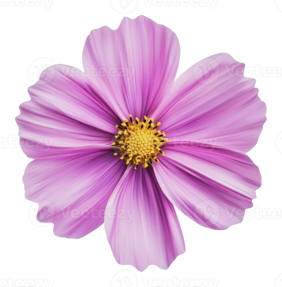Intricate pink flower with fine petals png
