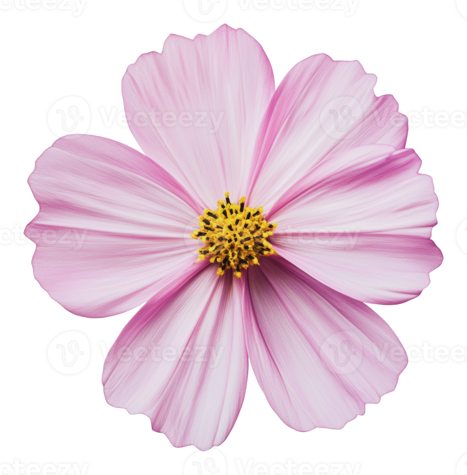 Beautiful pink flower with delicate petals png