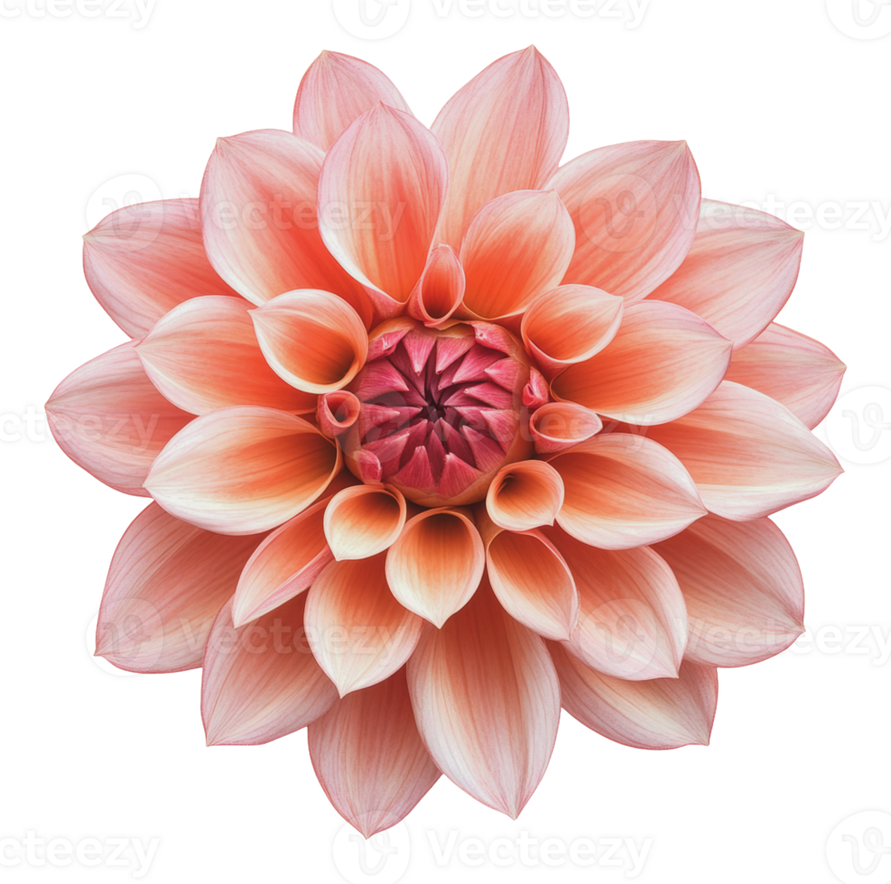 Beautiful pink dahlia in full bloom png
