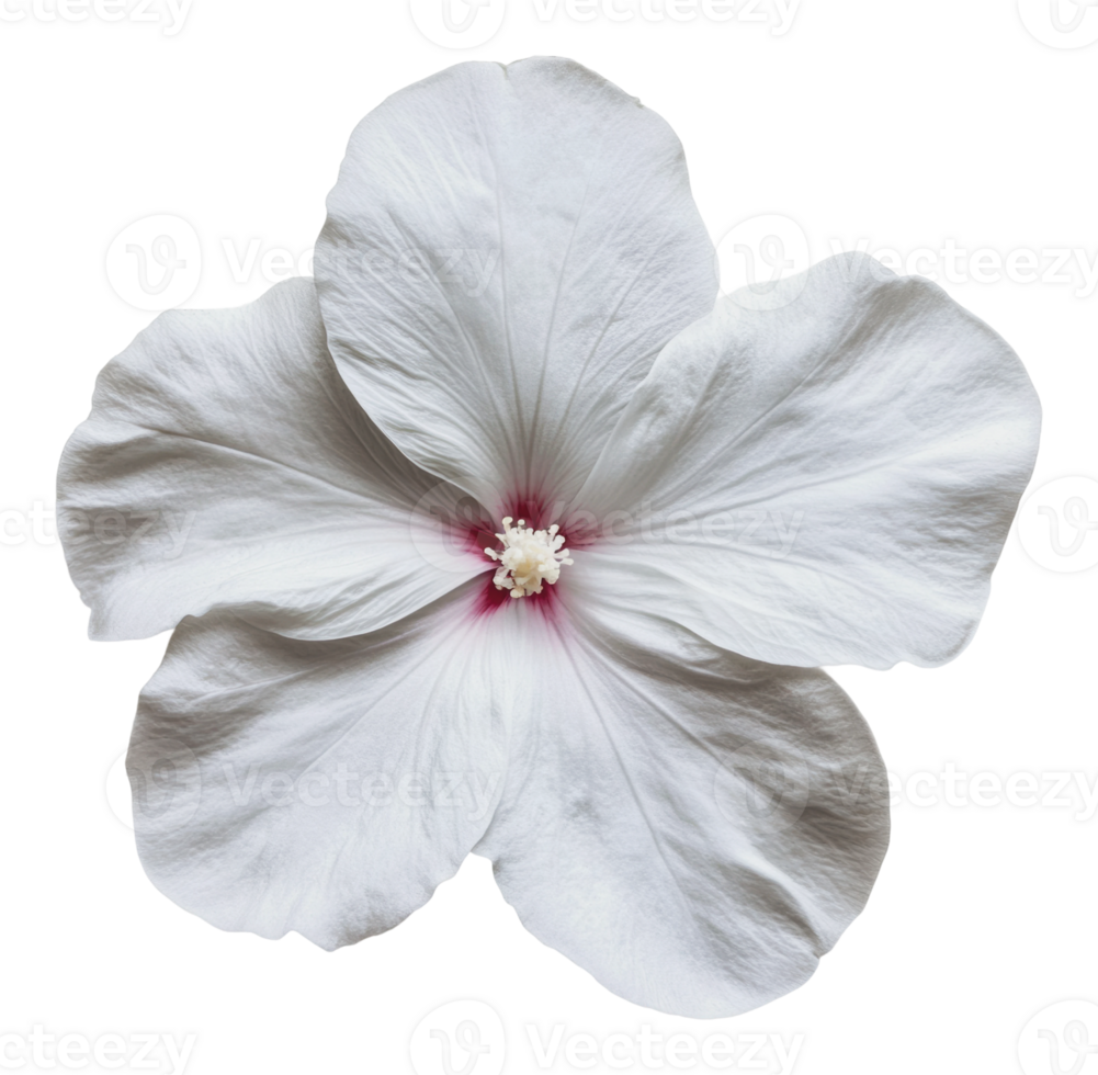 Delicate white hibiscus flower png