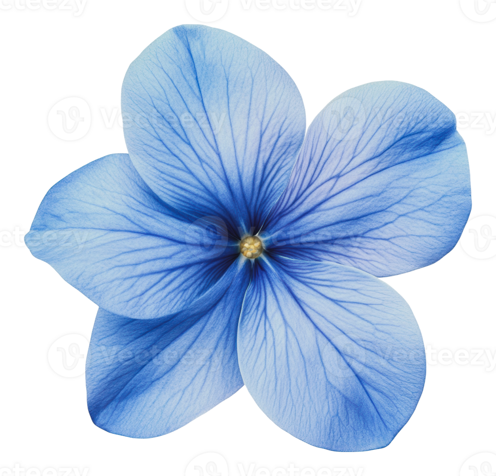 Beautiful blue flower with delicate petal details png