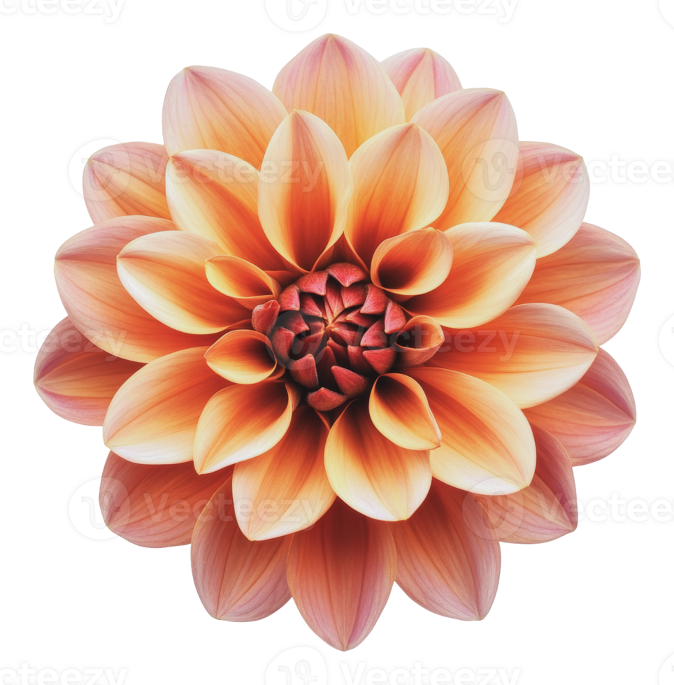 Beautiful dahlia flower in vibrant orange hues png