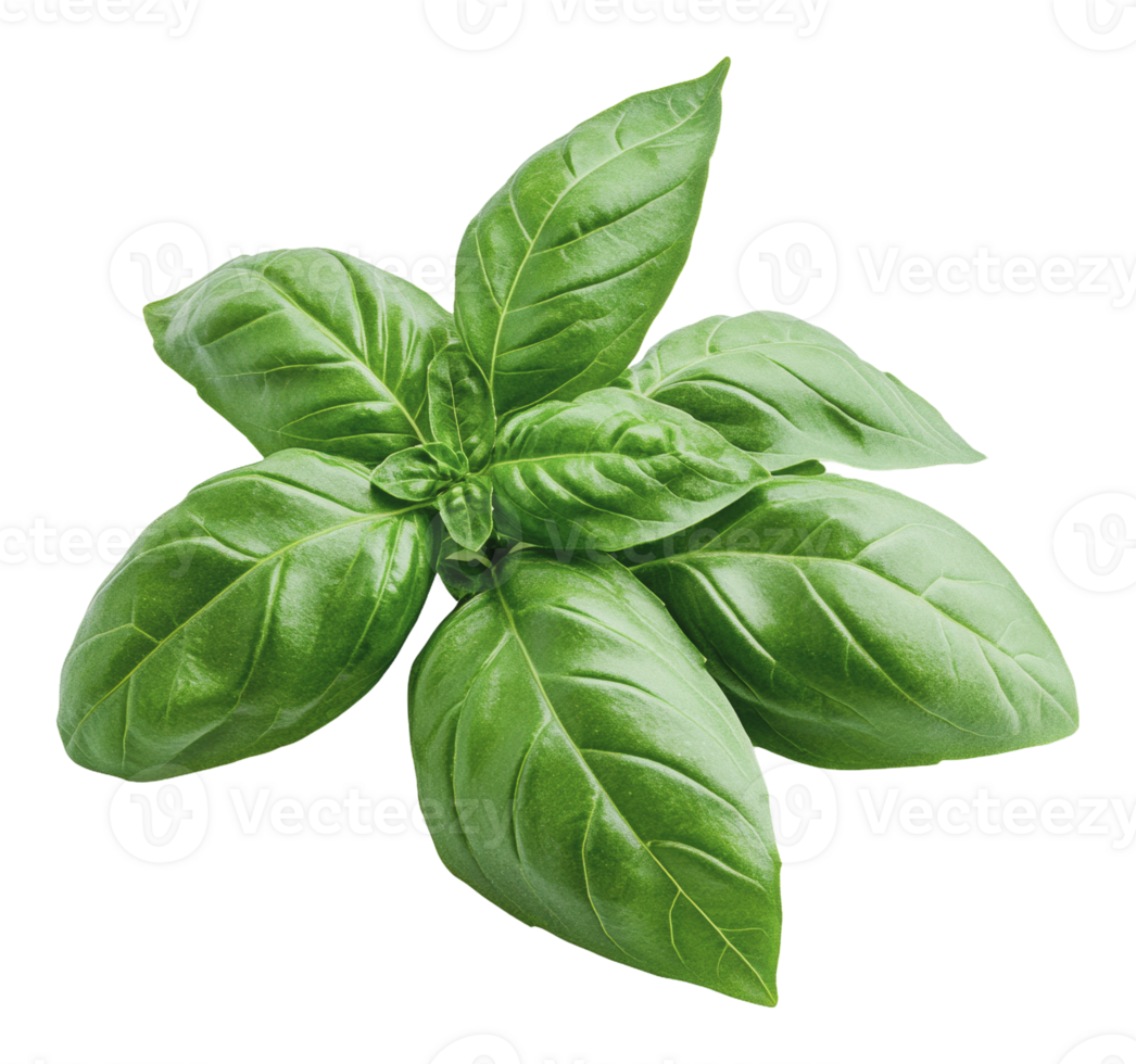 Fresh basil leaves arranged on a white background png