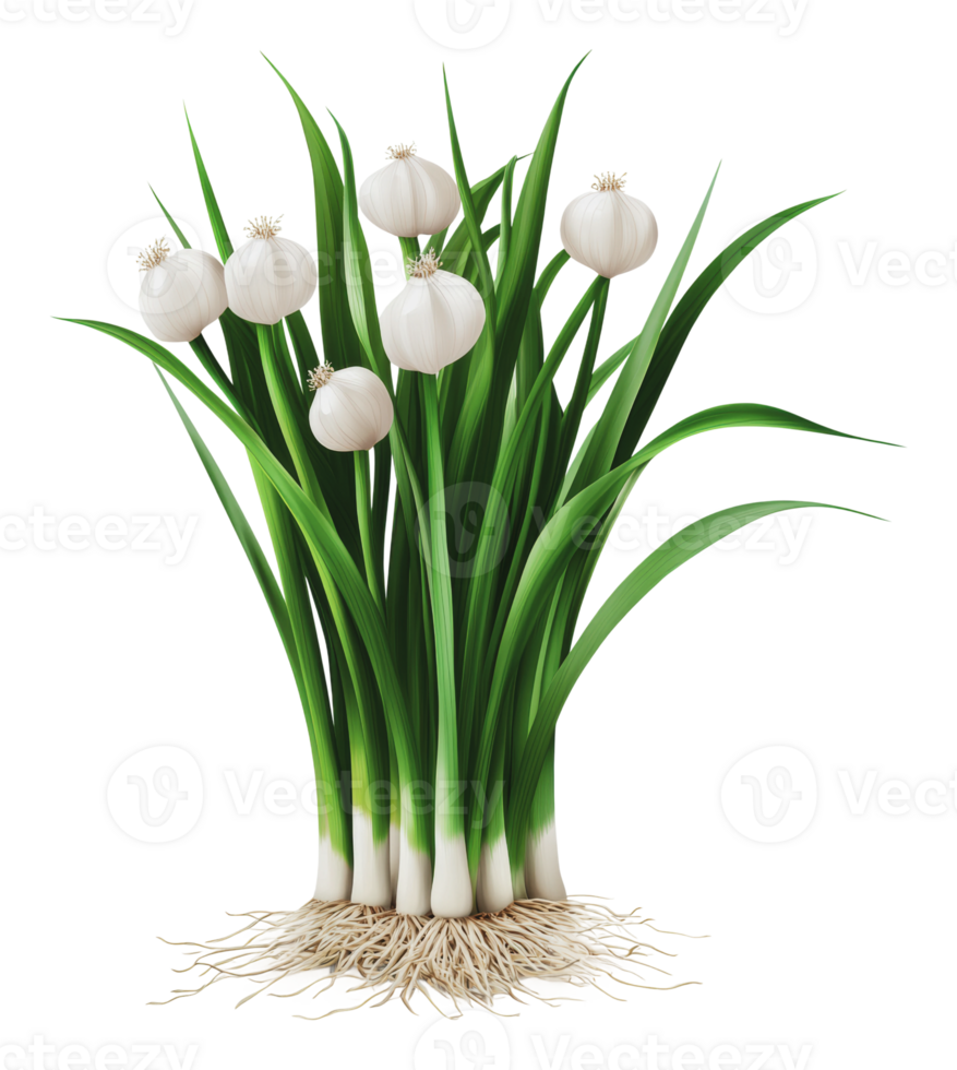 Green onion plant with white bulbs and roots png