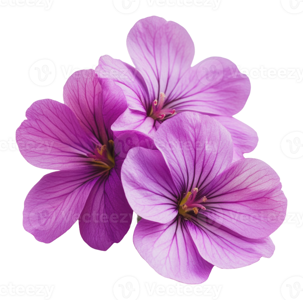Beautiful purple flowers with delicate petals png