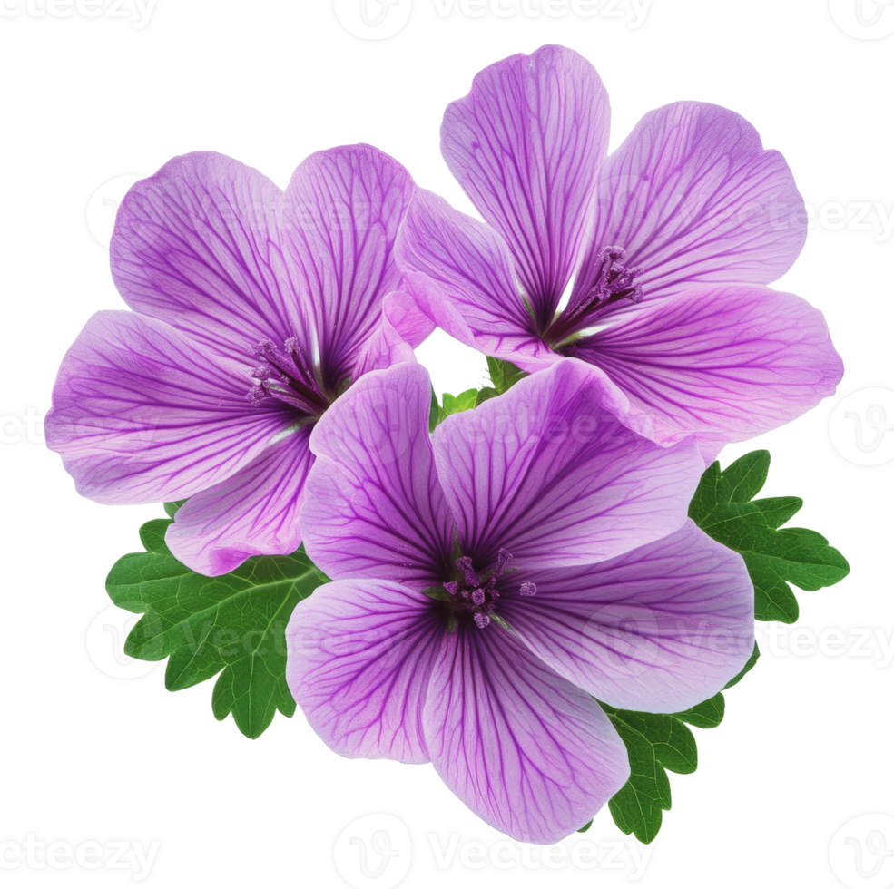 Delicate purple flowers with soft petals png
