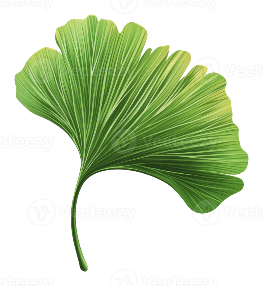 Ginkgo biloba leaf displaying vibrant green hues png