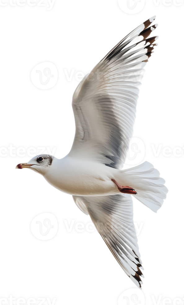 Seagull soaring gracefully in clear skies png