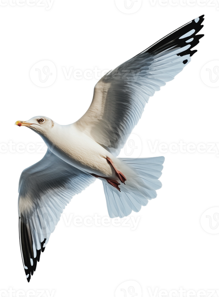 Seagull soaring gracefully in the sky png