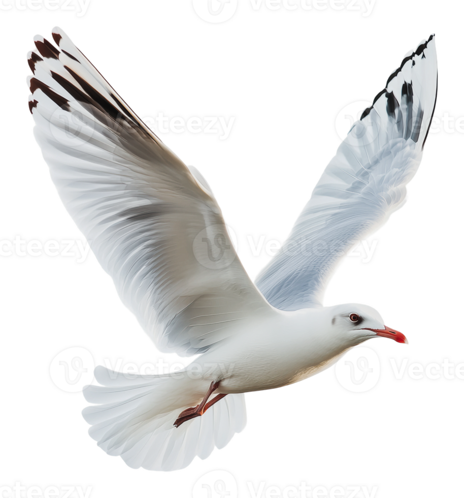 Seagull soaring gracefully in the open sky png