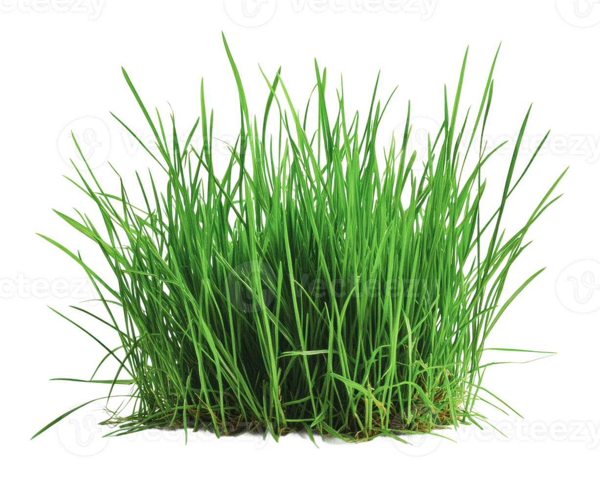Fresh green grass growing in a patch on soil png