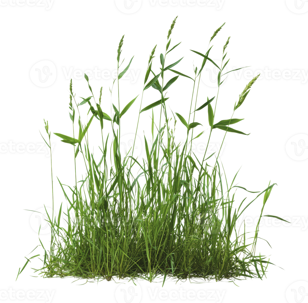Grass cluster with varied heights and textures png